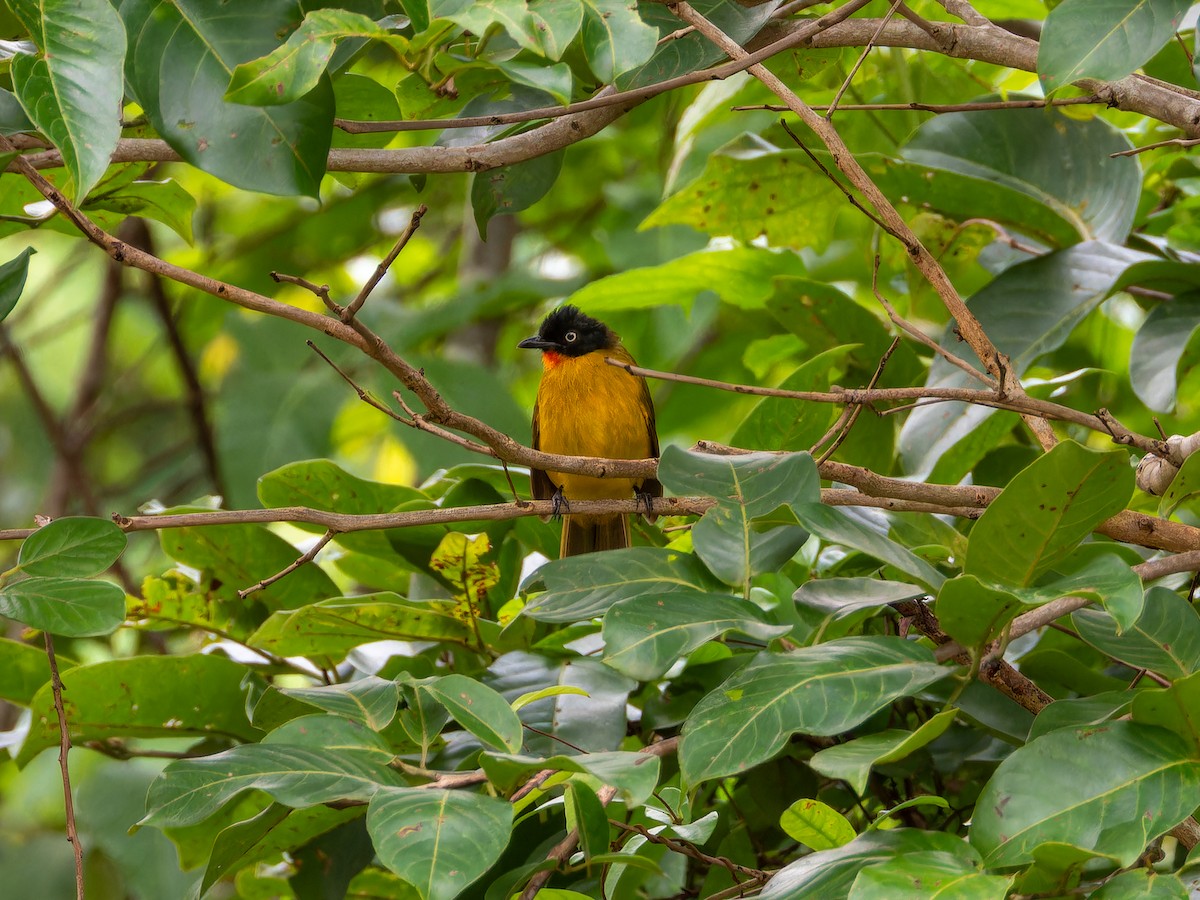 Flame-throated Bulbul - ML638136249