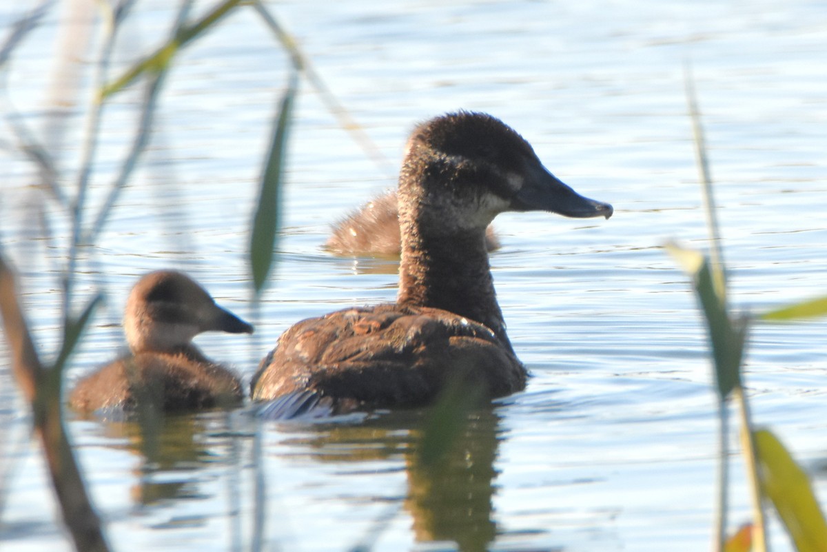 Maccoa Duck - ML638136251