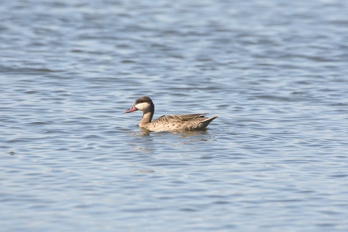 Red-billed Duck - ML638136278
