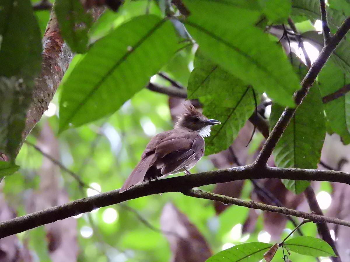 Ochraceous Bulbul - ML638136306