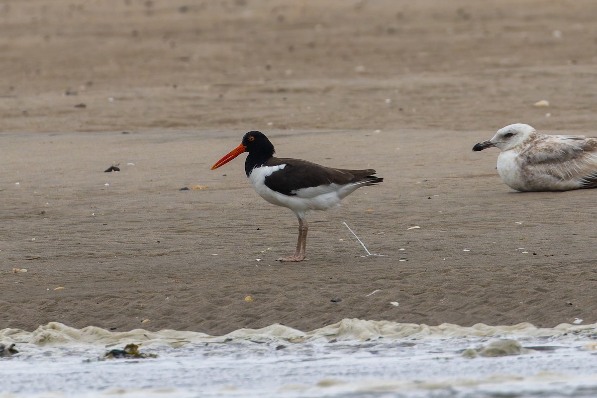 American Oystercatcher - ML638136308