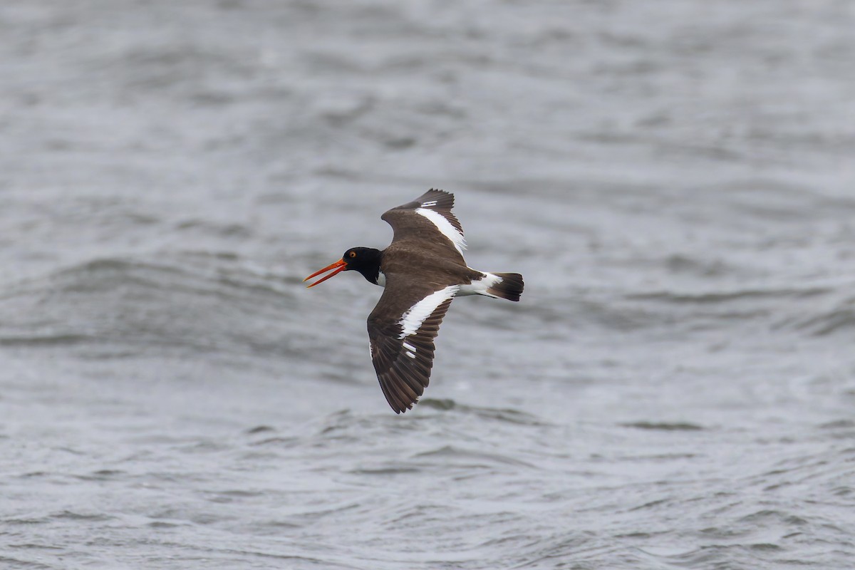 American Oystercatcher - ML638136311