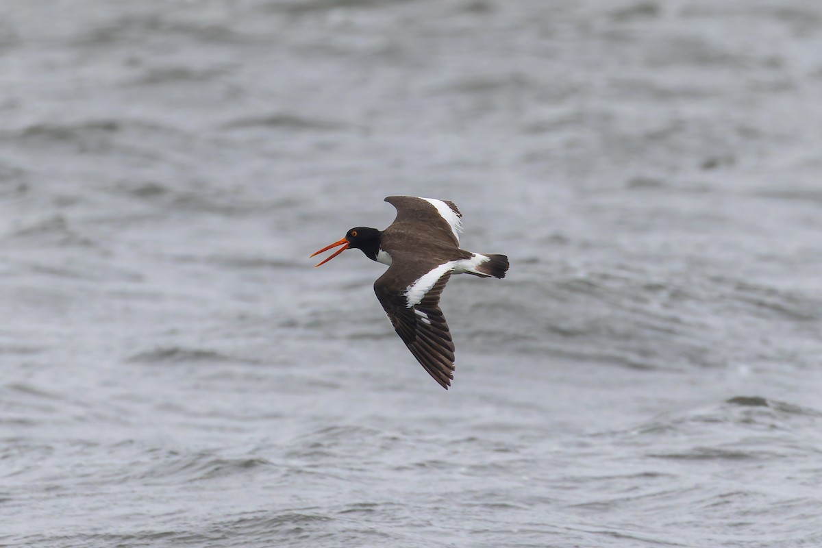 American Oystercatcher - ML638136312