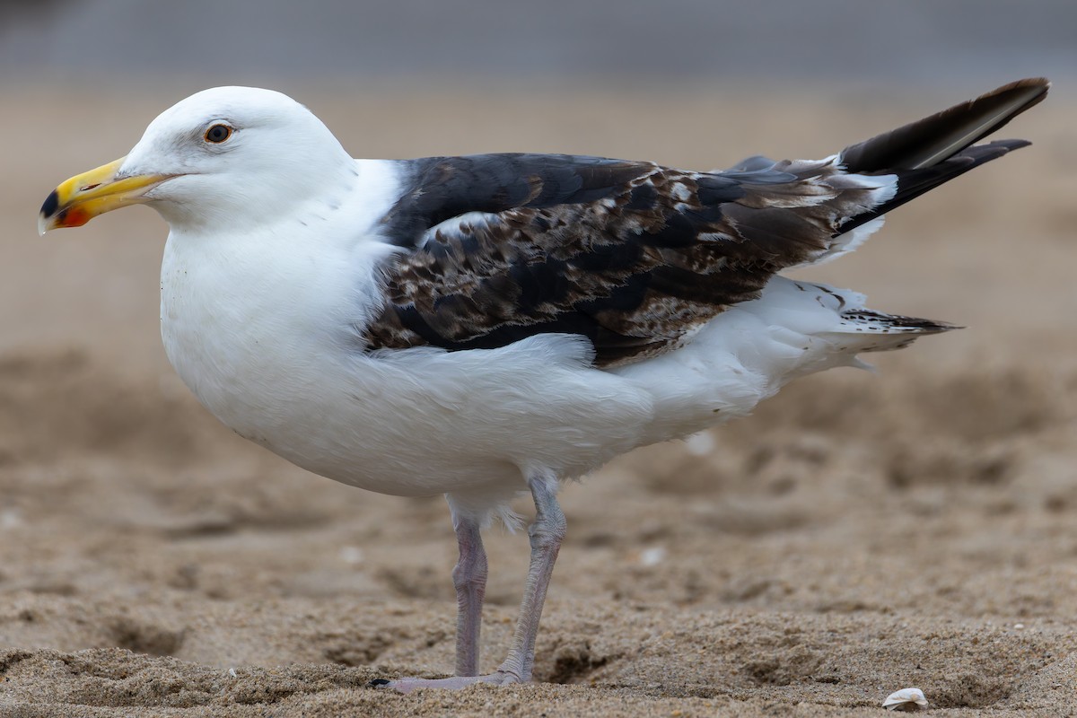 Great Black-backed Gull - ML638136321