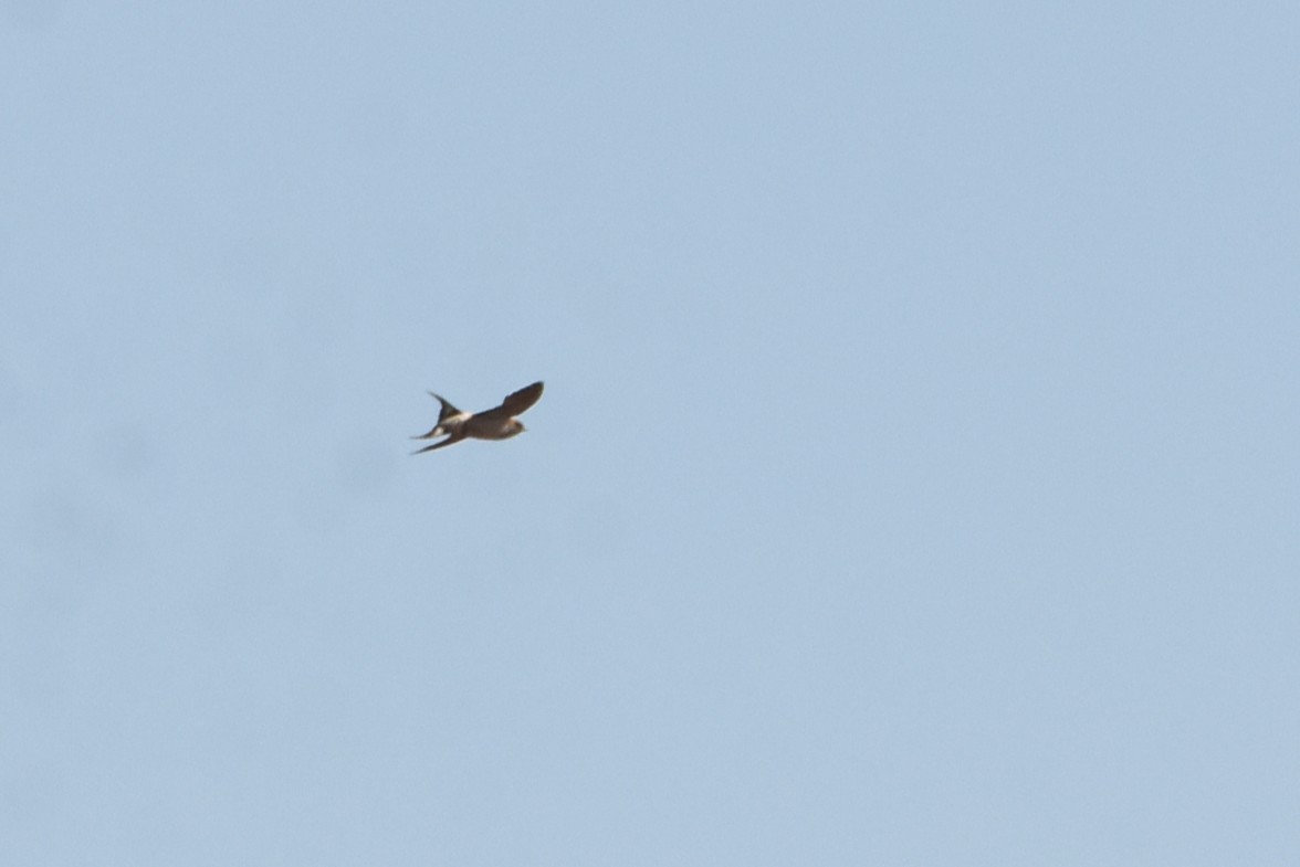 Golondrina Cabecirrufa - ML638136329