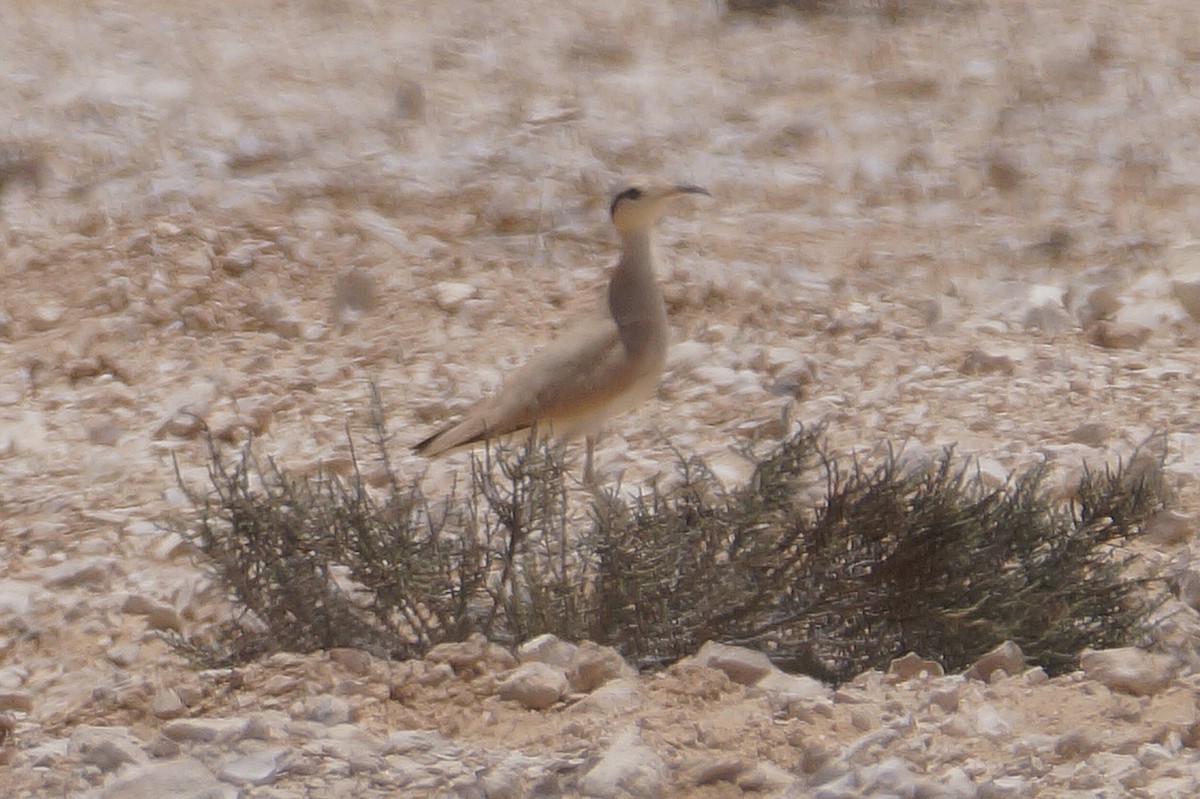 Çölkoşarı - ML638136343
