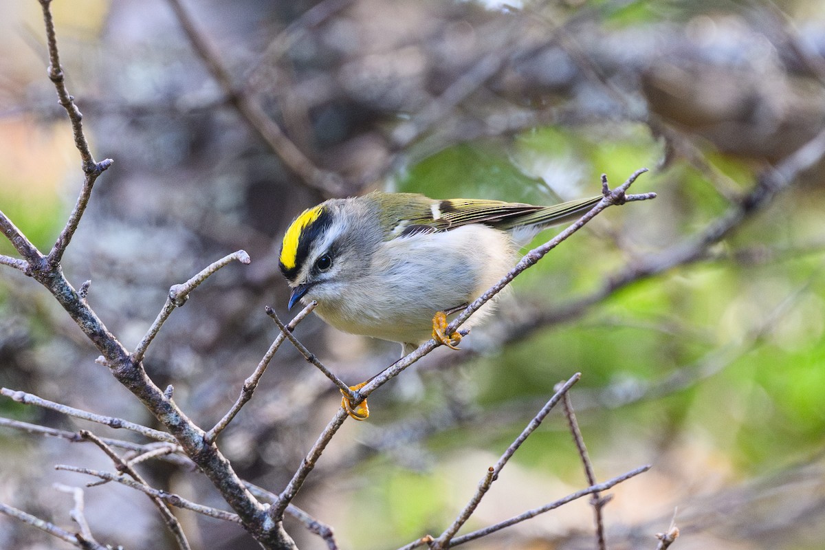 Golden-crowned Kinglet - ML638136409