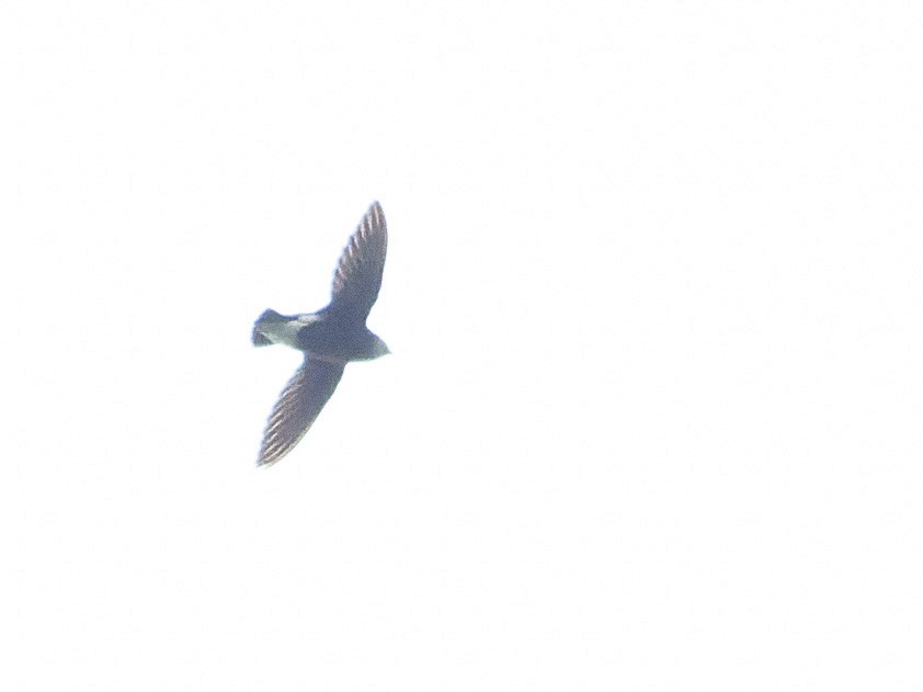 Silver-backed Needletail - ML638136411