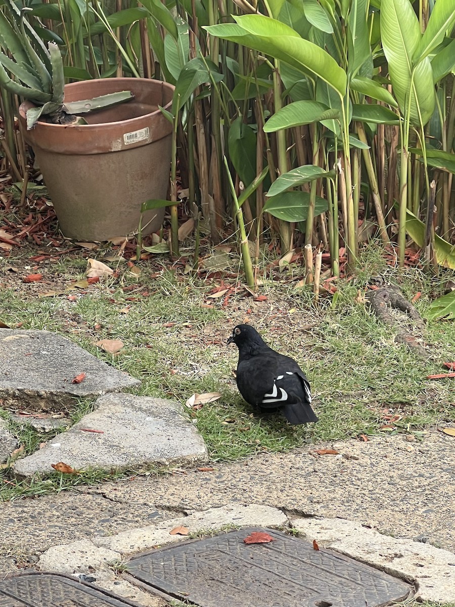 Rock Pigeon (Feral Pigeon) - ML638136412