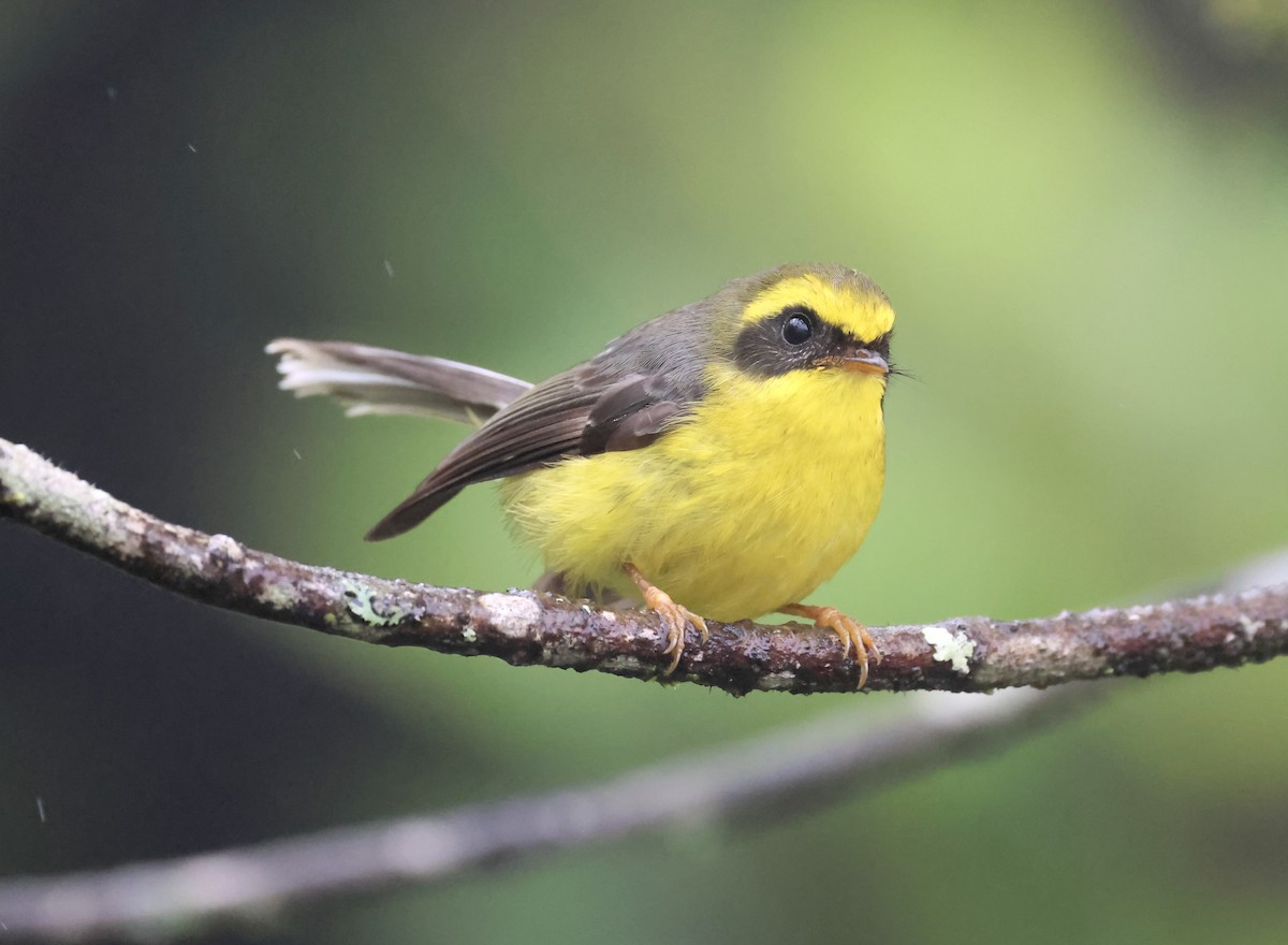 Yellow-bellied Fairy-Fantail - ML638136416