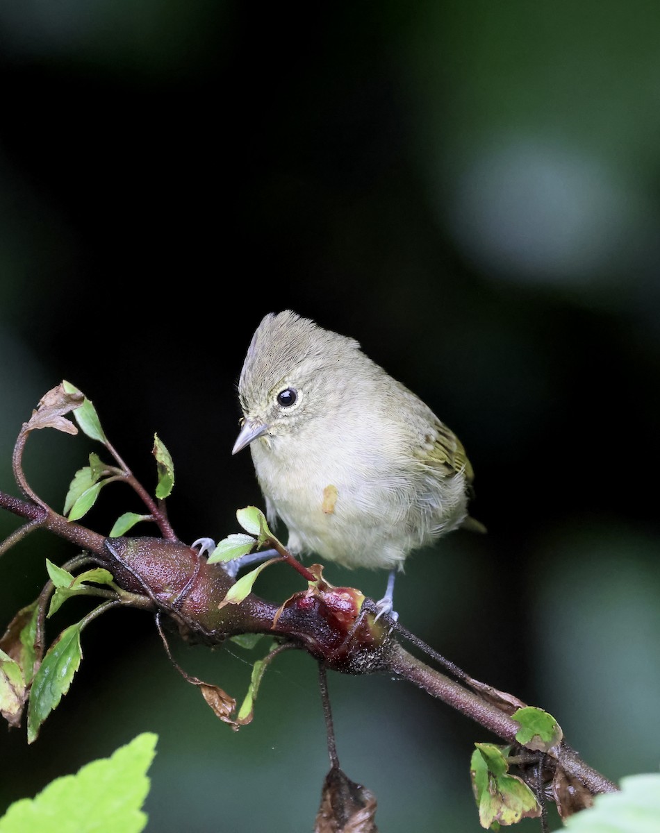 Yellow-browed Tit - ML638136423