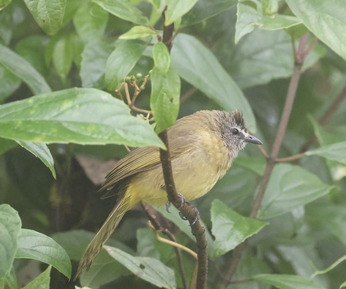 Flavescent Bulbul - ML638136428