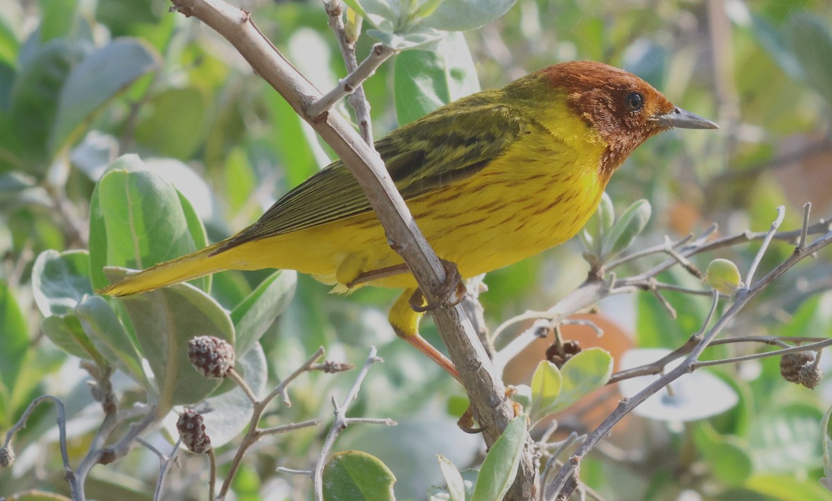 Yellow Warbler (Mangrove) - ML638136432