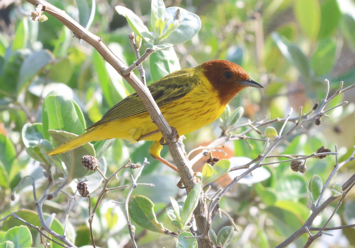 Yellow Warbler (Mangrove) - ML638136433