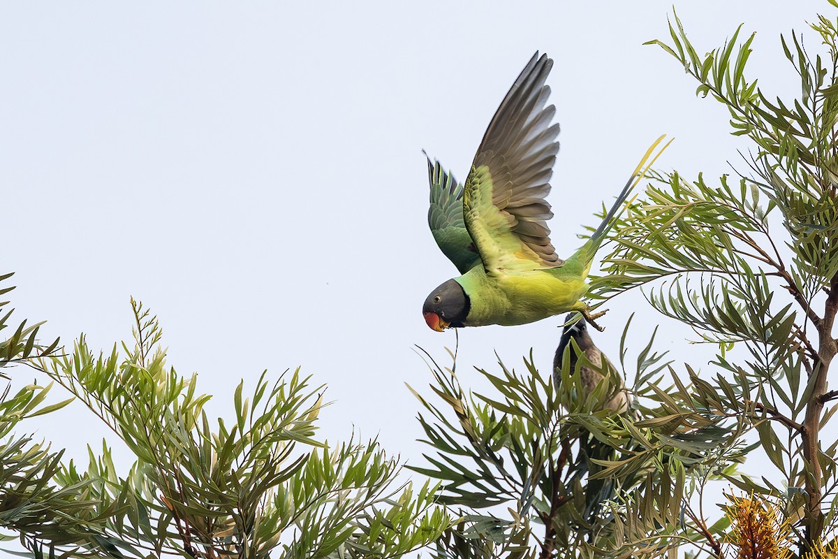 Slaty-headed Parakeet - ML638136437