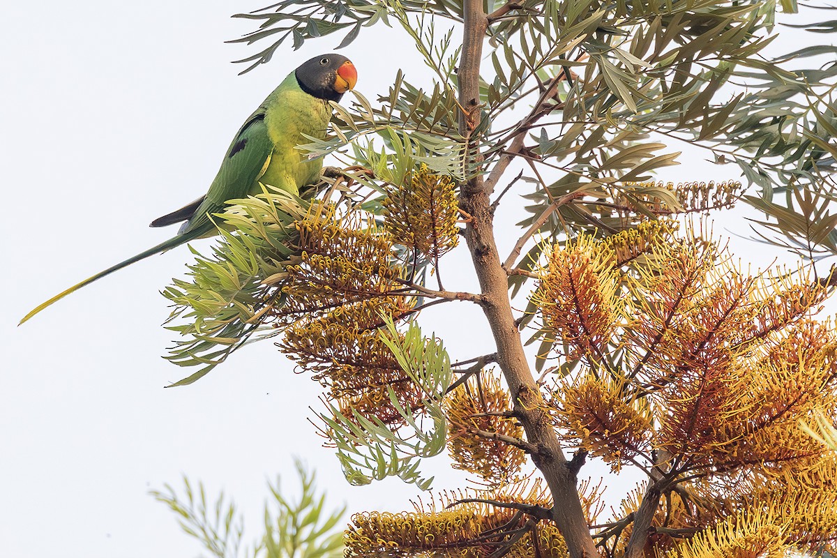 Slaty-headed Parakeet - ML638136438