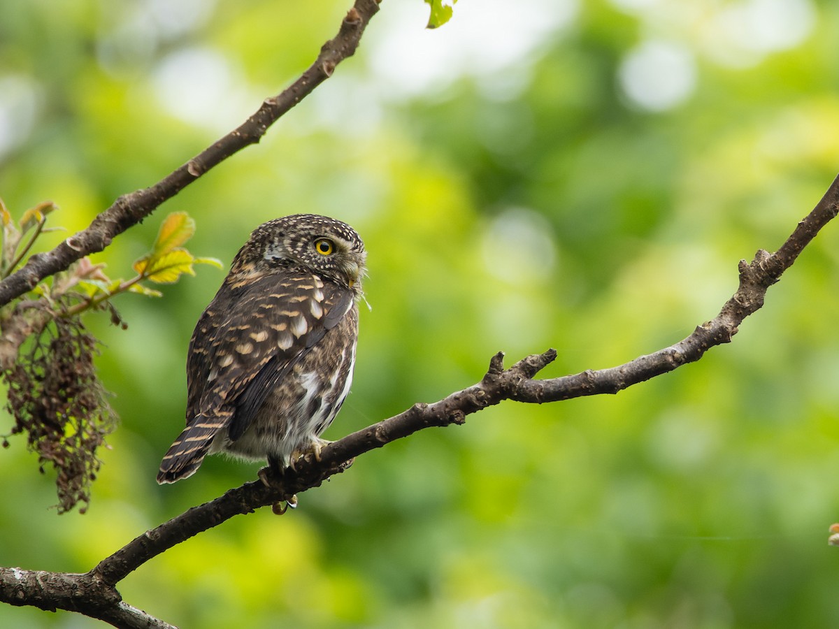 Collared Owlet - ML638136442