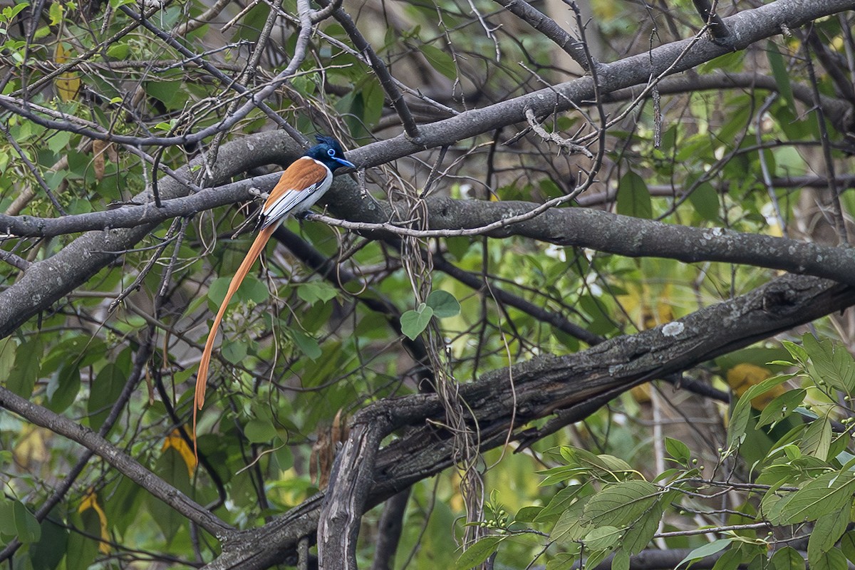 Indian Paradise-Flycatcher - ML638136444