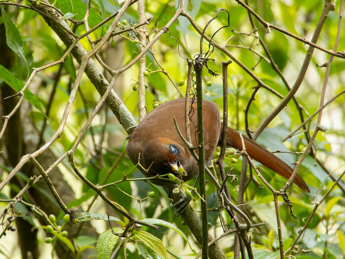 Rusty Laughingthrush - ML638136458