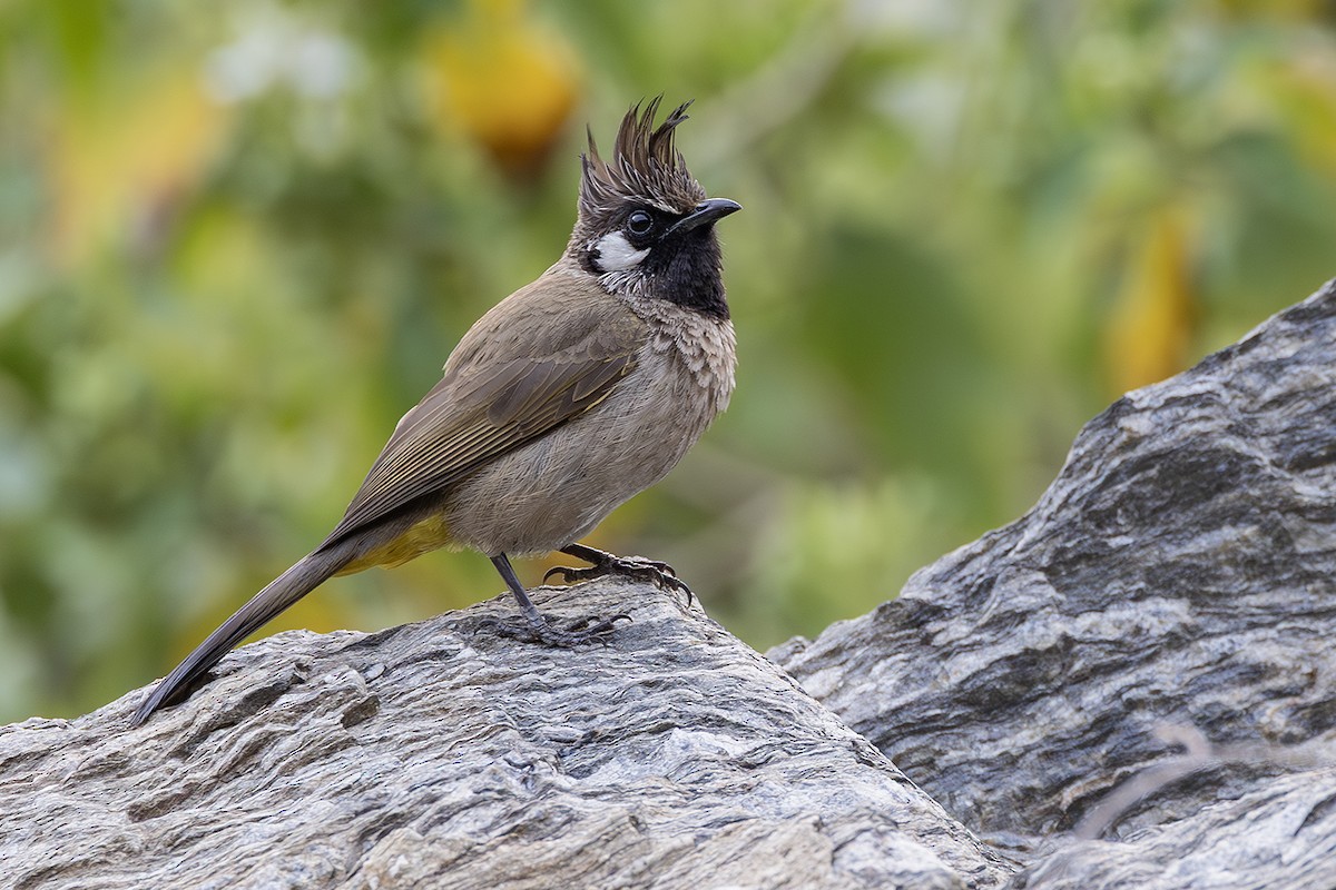 Himalayan Bulbul - ML638136463