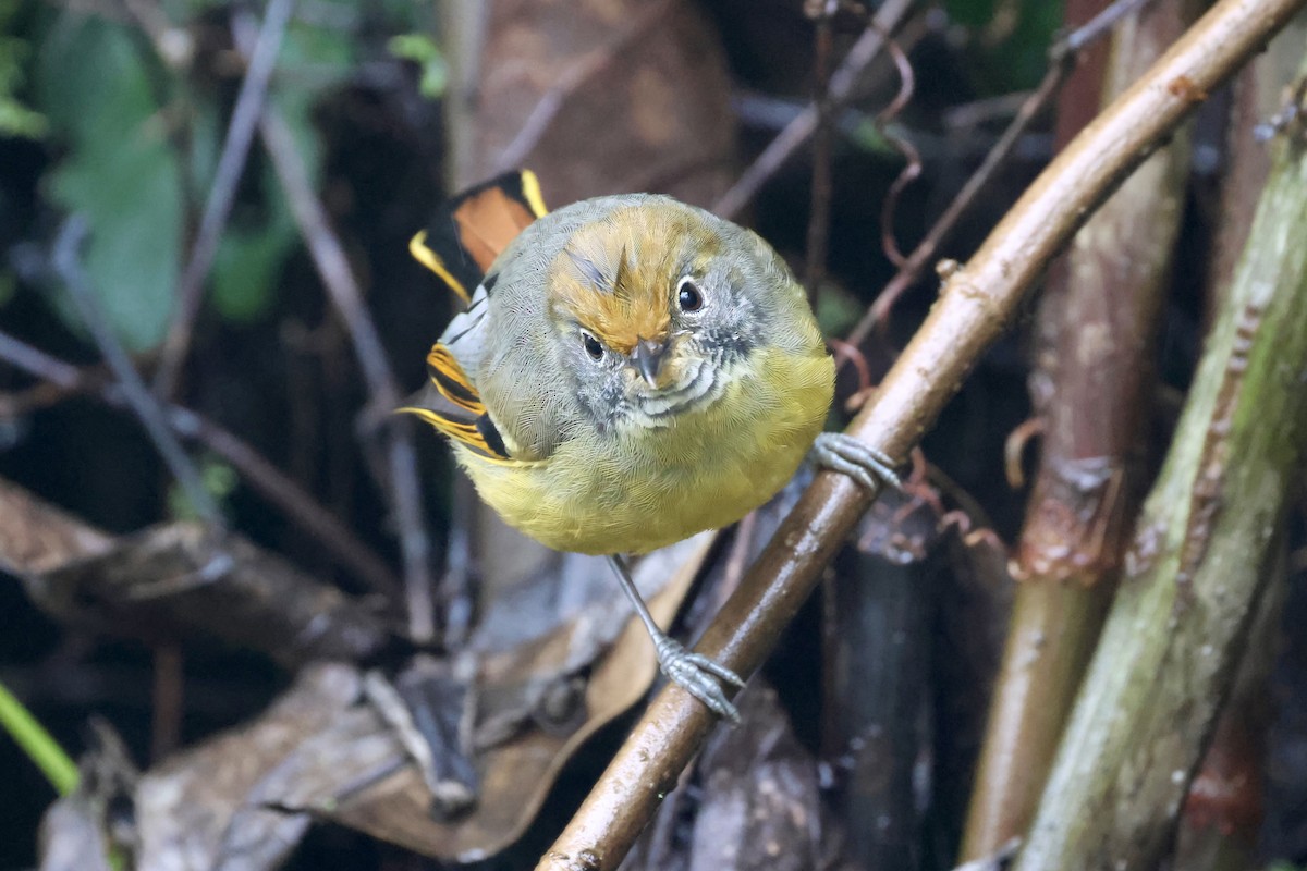Chestnut-tailed Minla - ML638136488