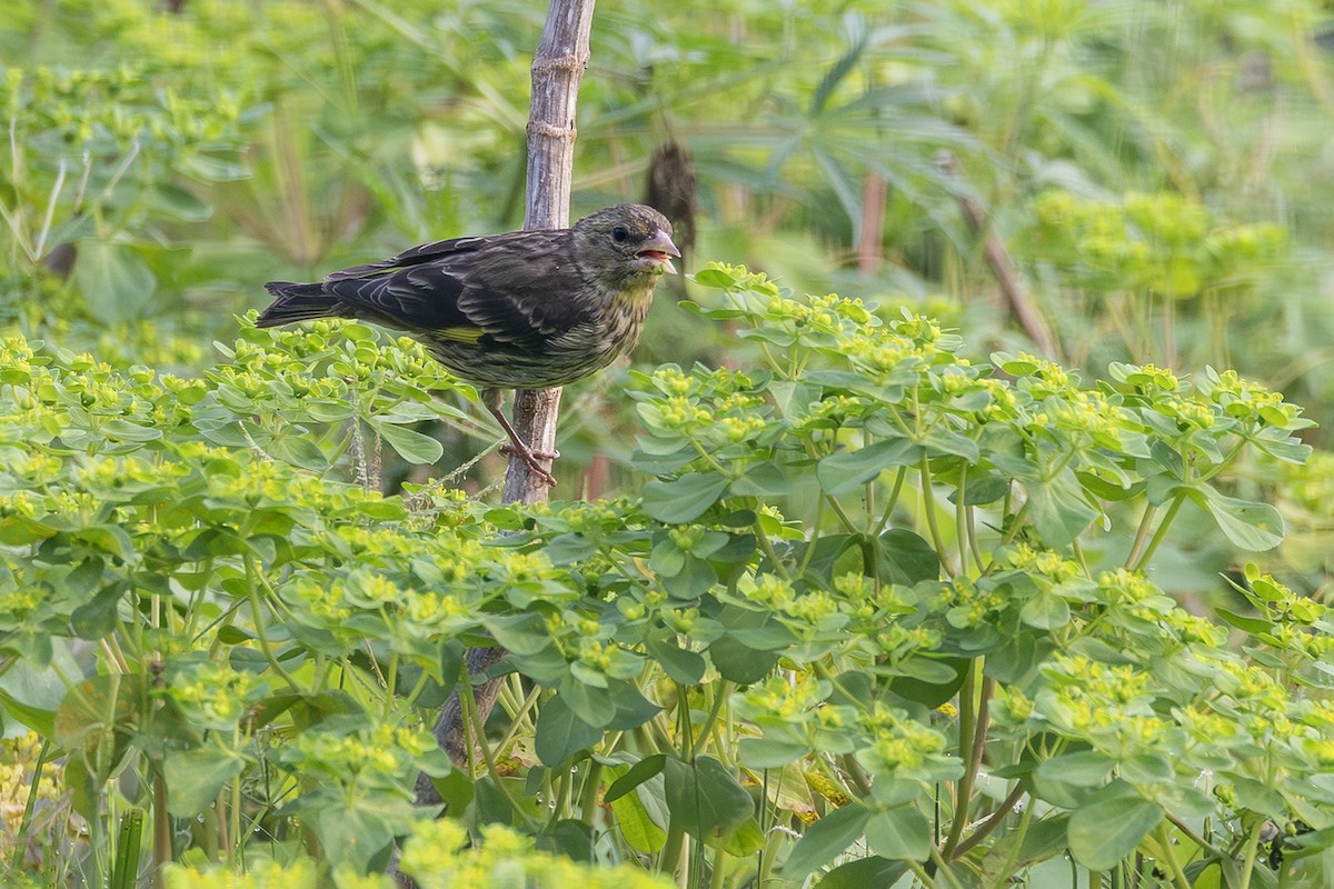Yellow-breasted Greenfinch - ML638136499