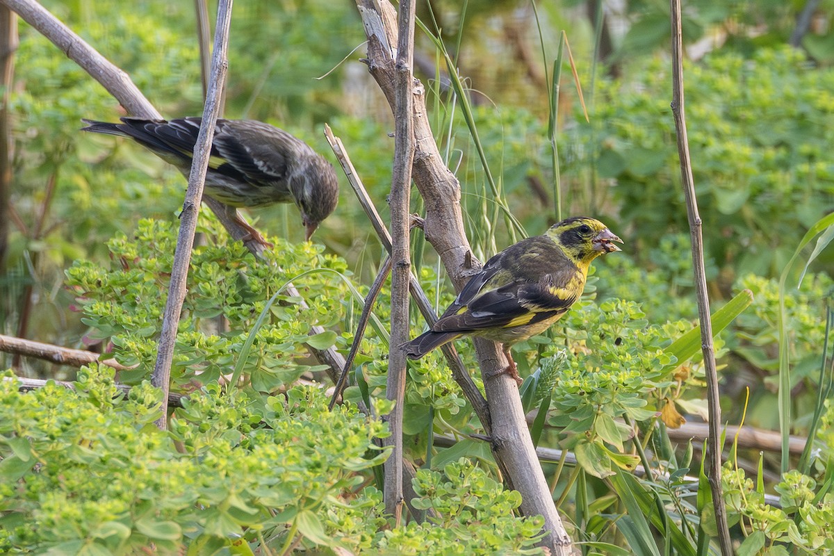 Yellow-breasted Greenfinch - ML638136500