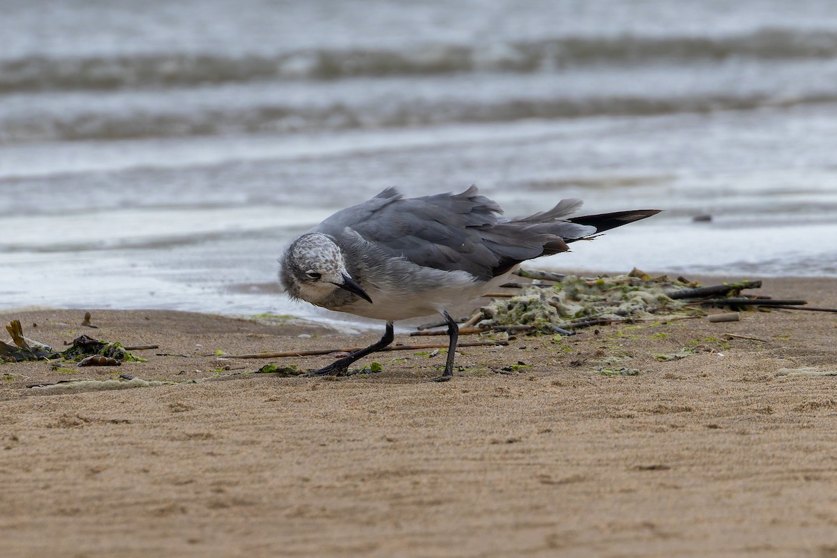 Laughing Gull - ML638136502