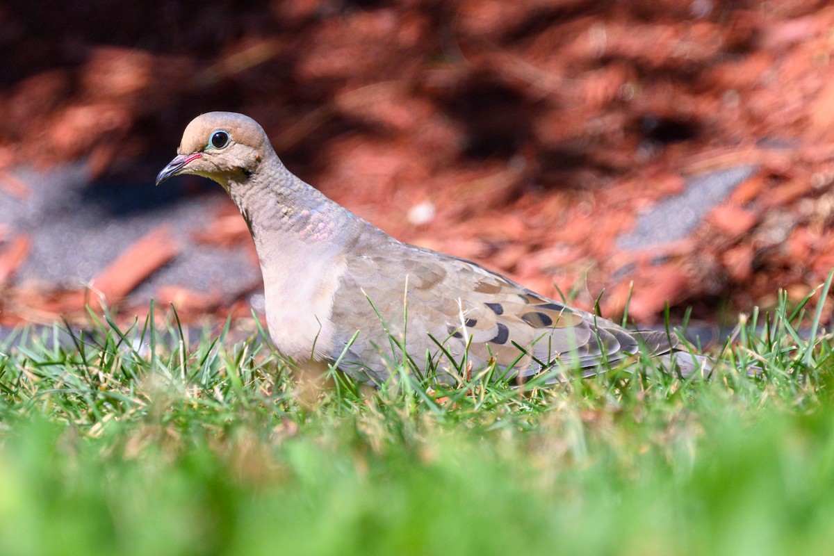 Mourning Dove - ML638136507