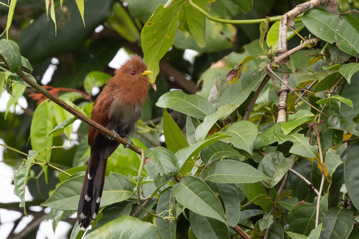 Little Cuckoo - ML638136534