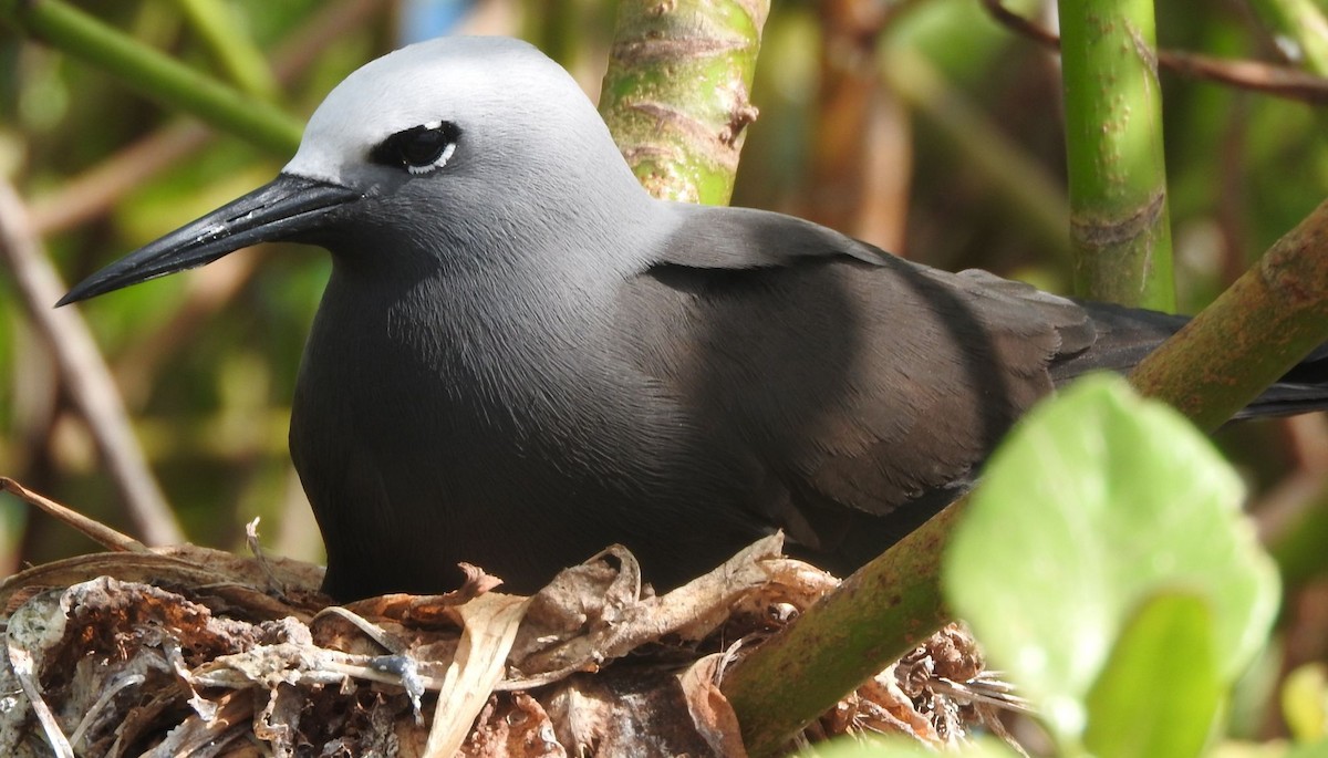 Lesser Noddy - ML638136547