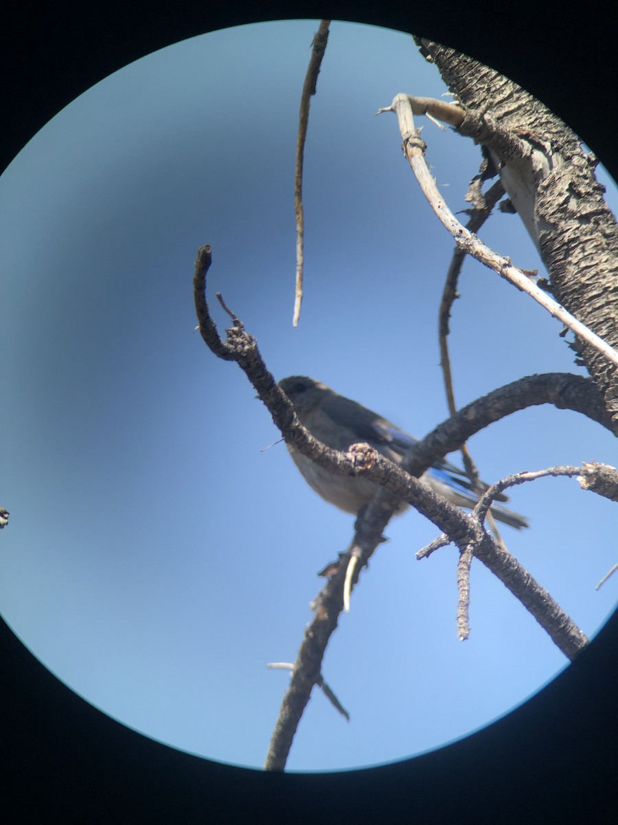 Mountain Bluebird - ML638136548