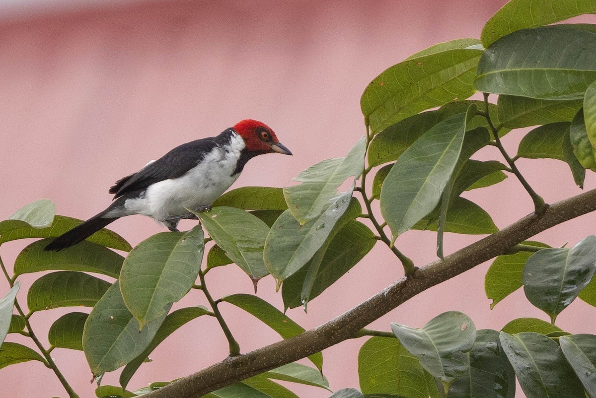 Red-capped Cardinal - ML638136567