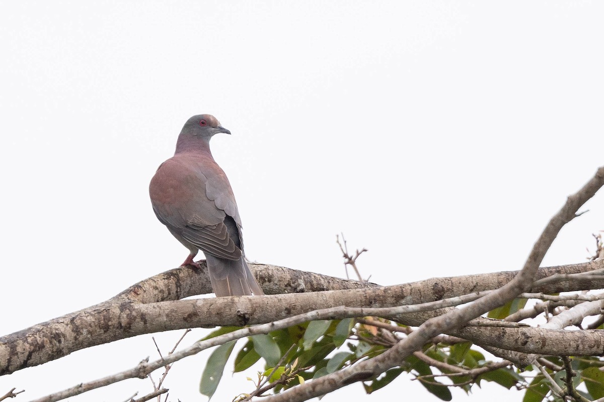 Pale-vented Pigeon - ML638136572
