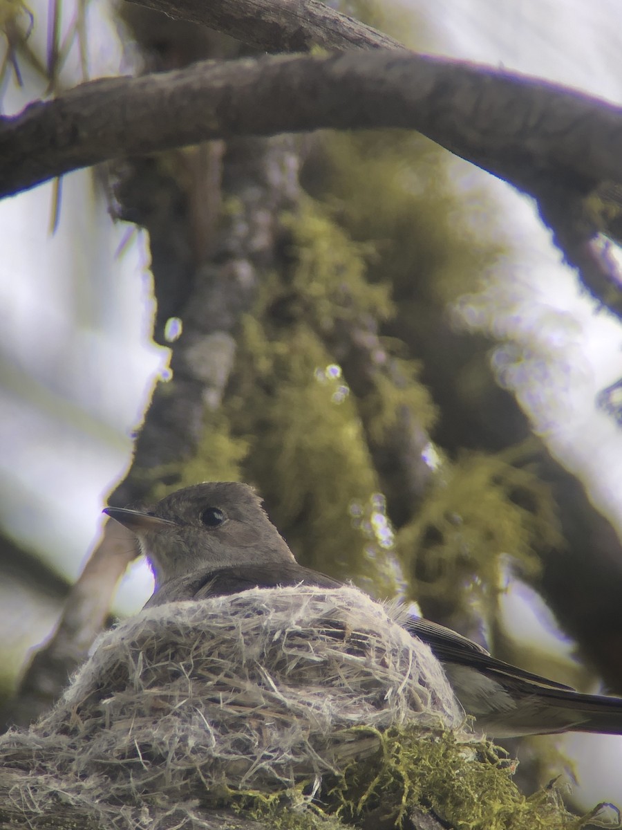 Western Wood-Pewee - ML638136574