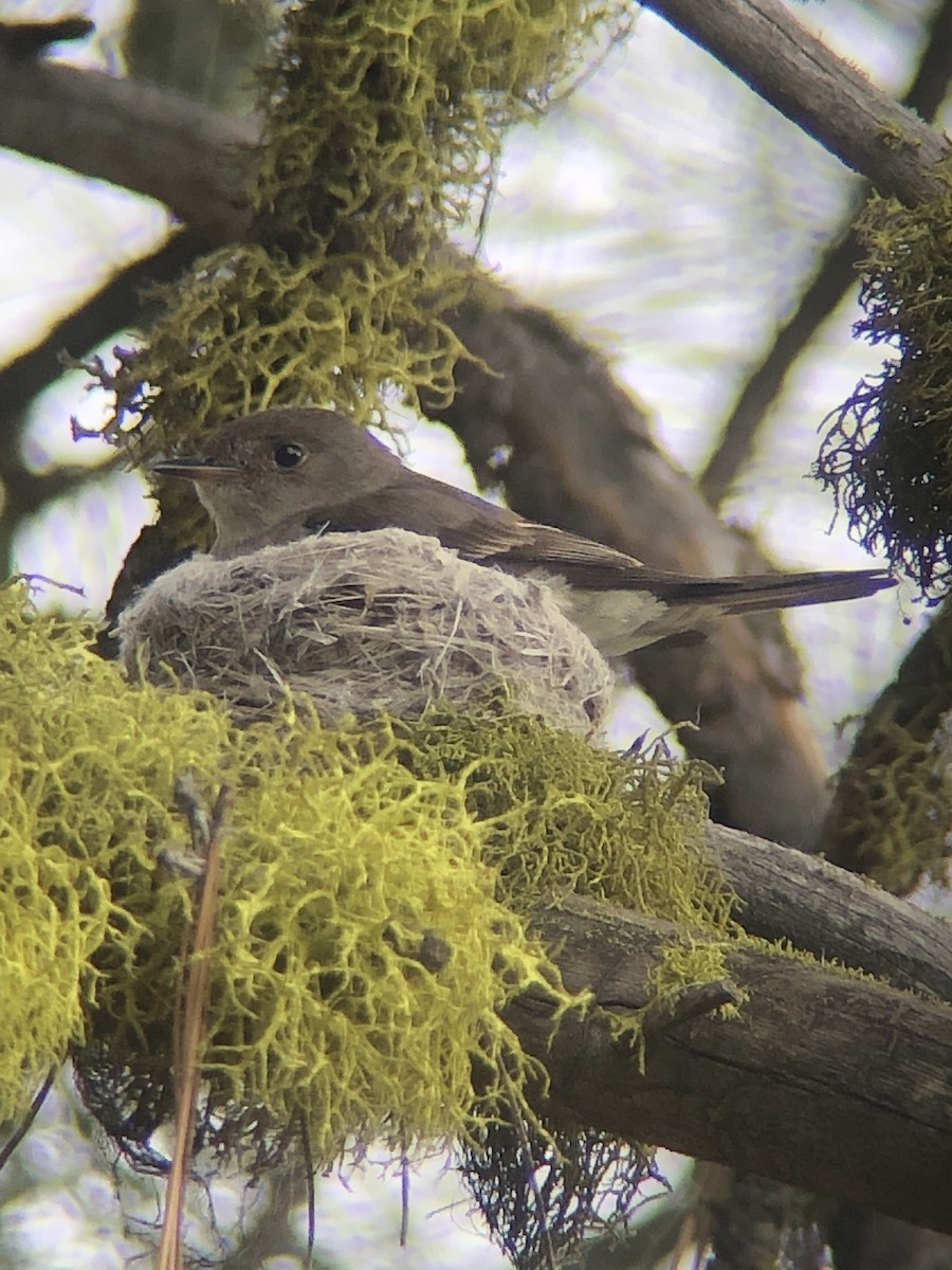Western Wood-Pewee - ML638136575