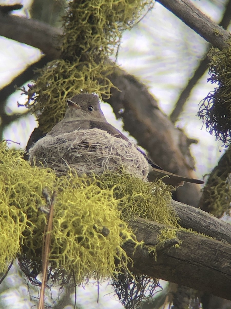 Western Wood-Pewee - ML638136576
