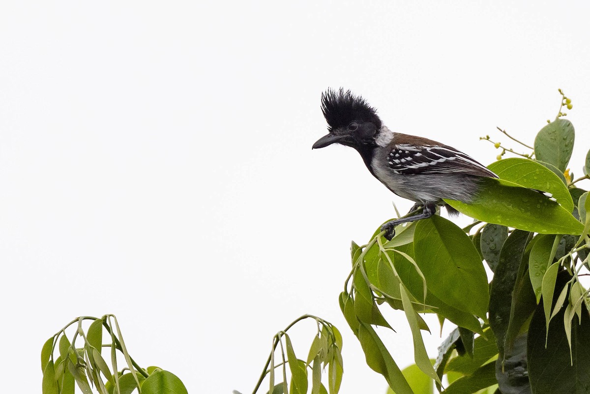 Black-crested Antshrike - ML638136580