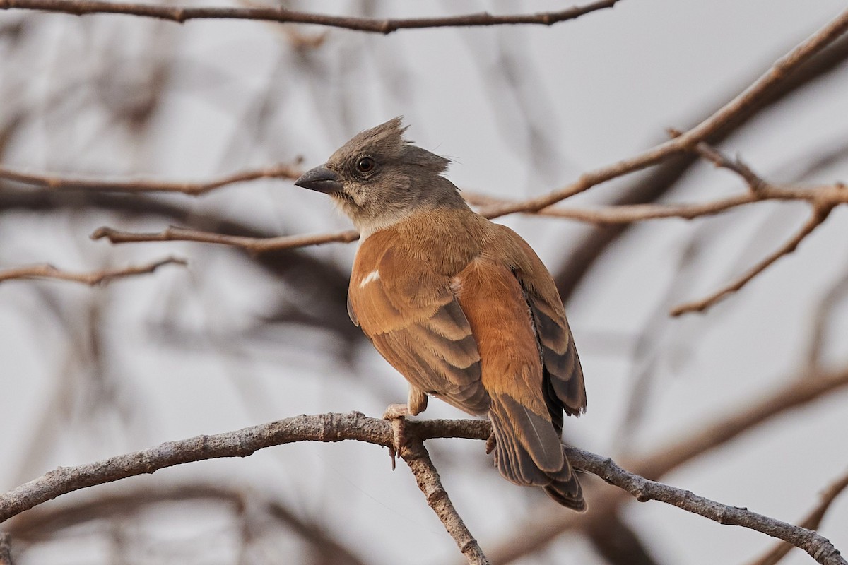 Northern Gray-headed Sparrow - ML638136584
