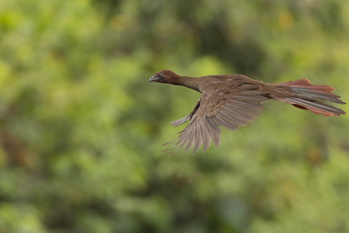 Variable Chachalaca - ML638136585
