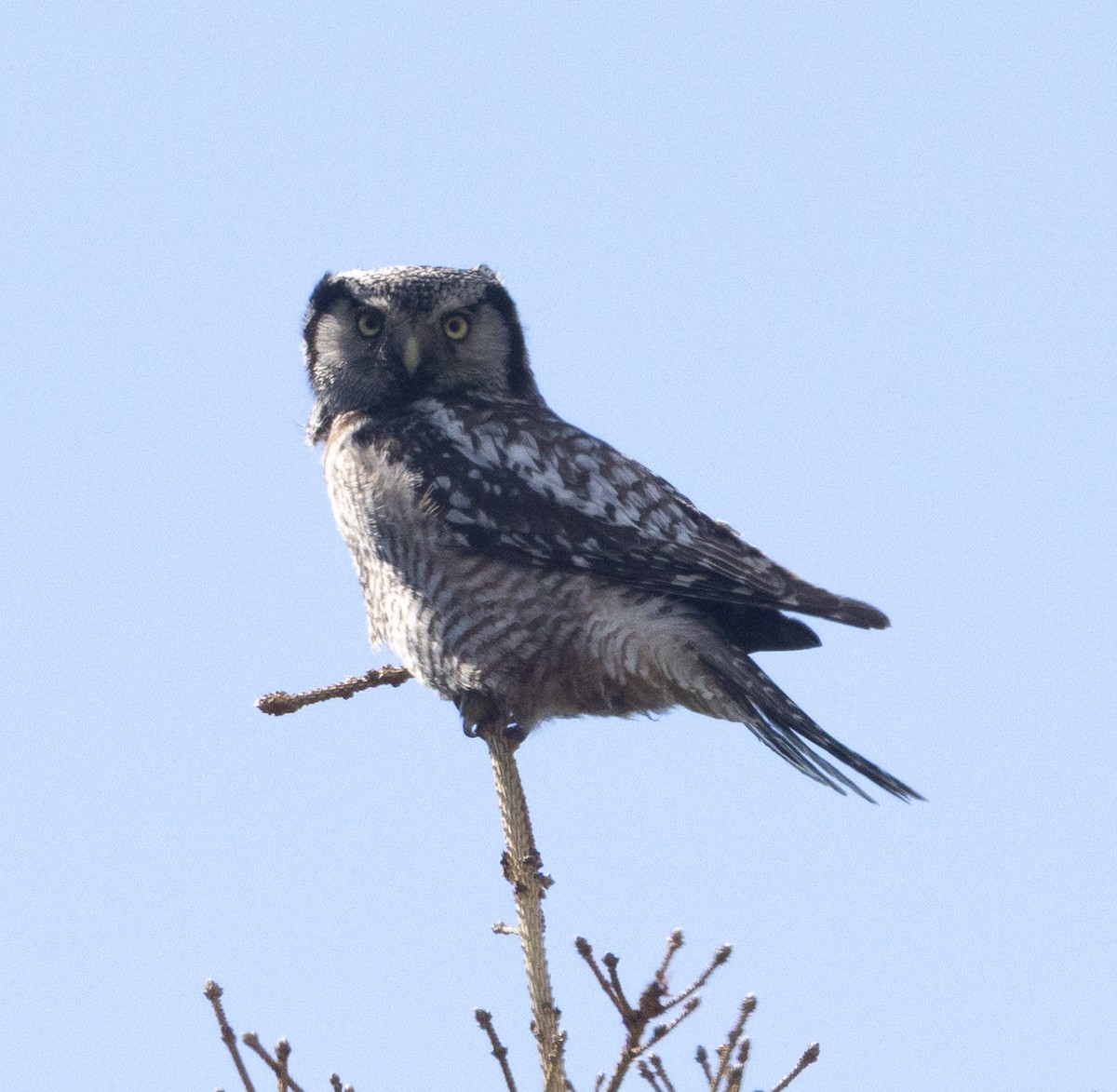 Northern Hawk Owl - ML638136598