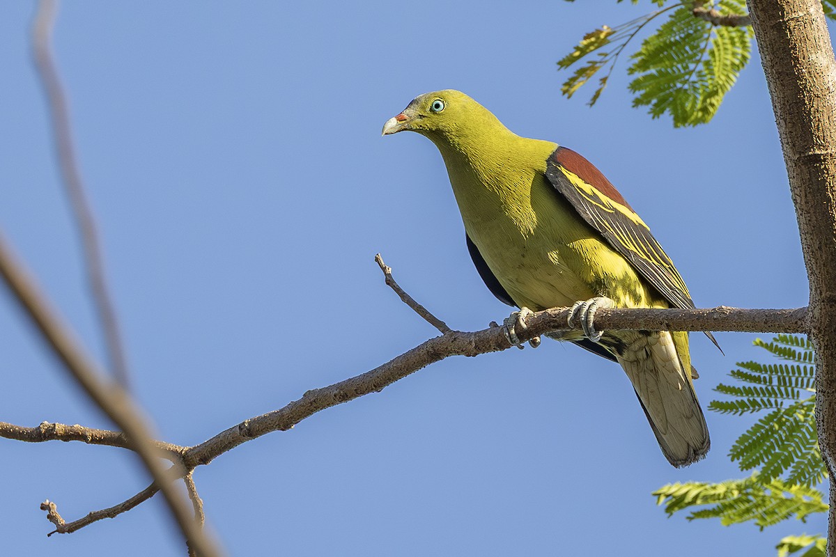 Philippine Green-Pigeon - ML638136606