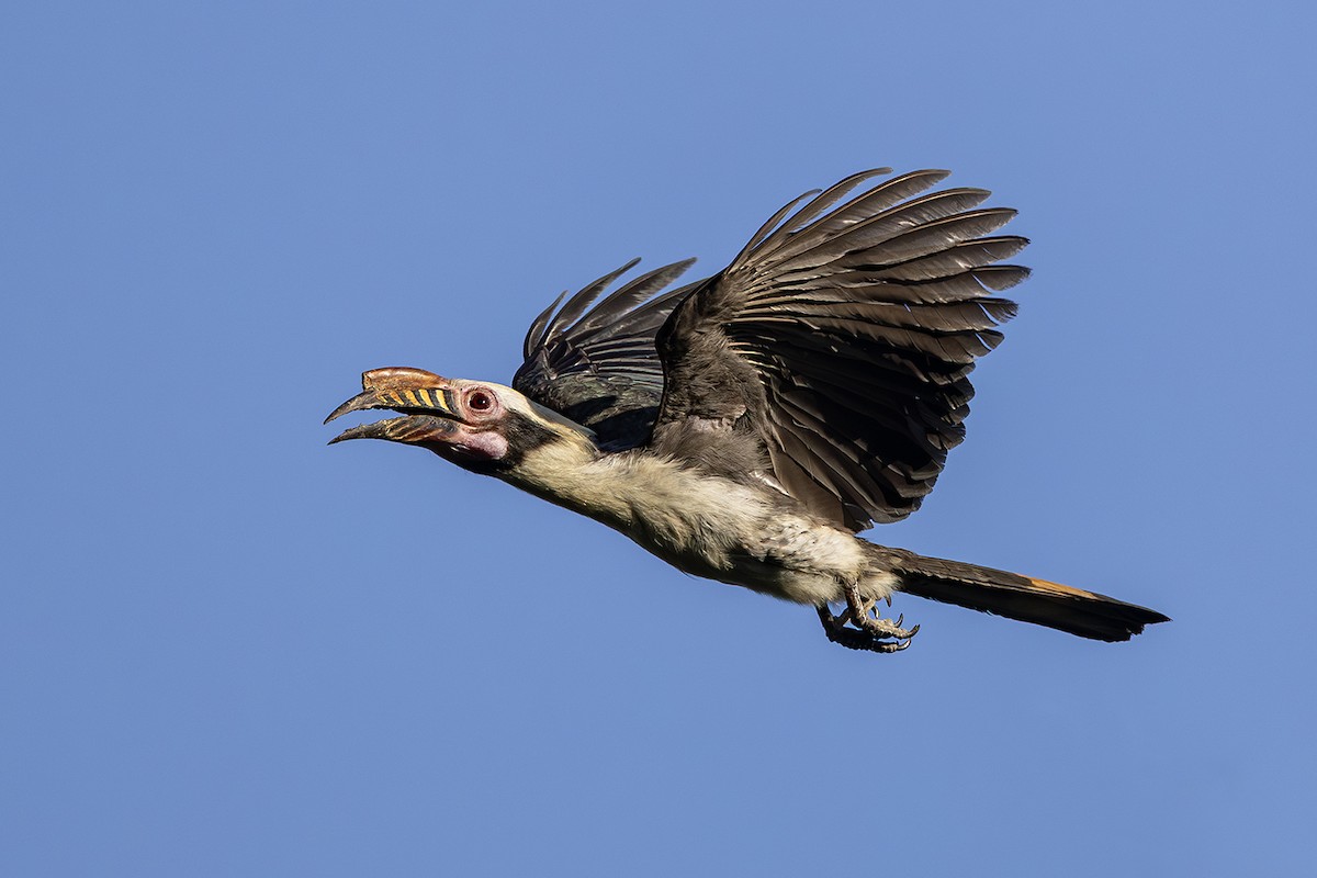 Luzon Hornbill - ML638136609