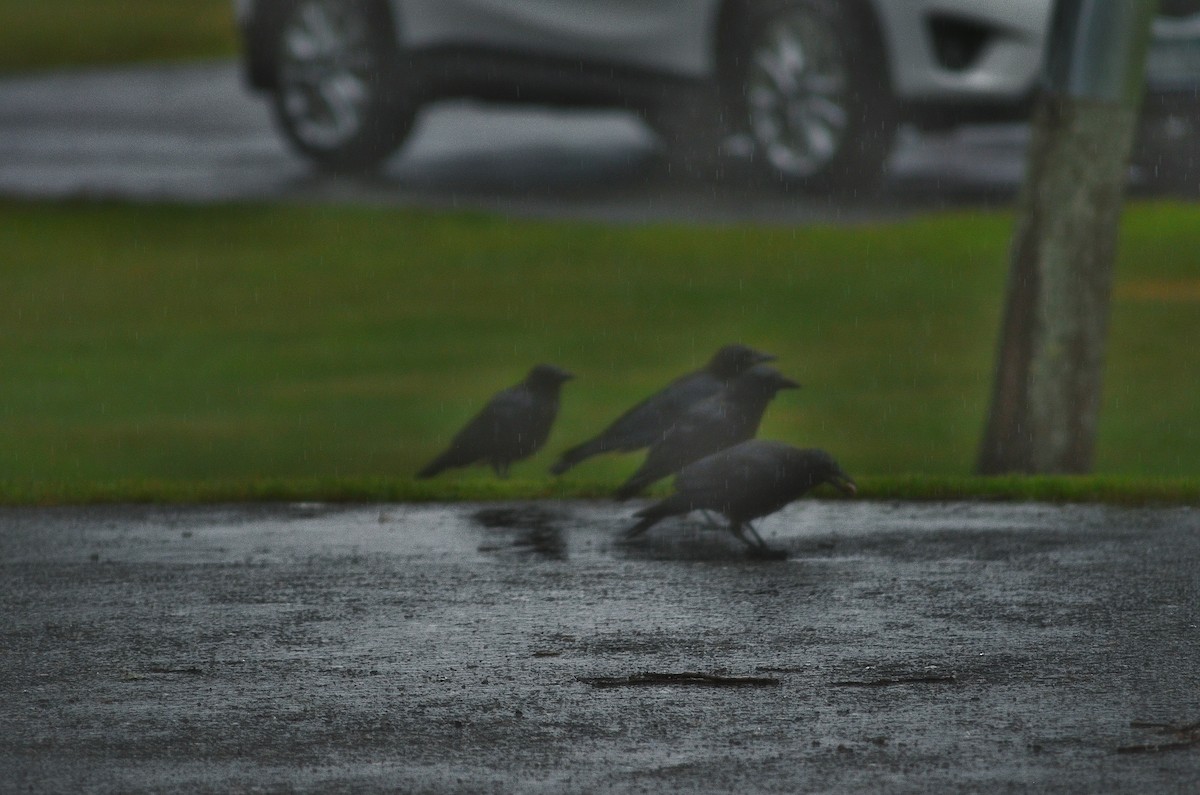 American Crow - ML638136611