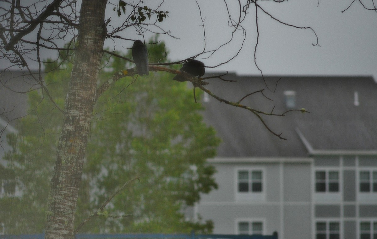 American Crow - ML638136612