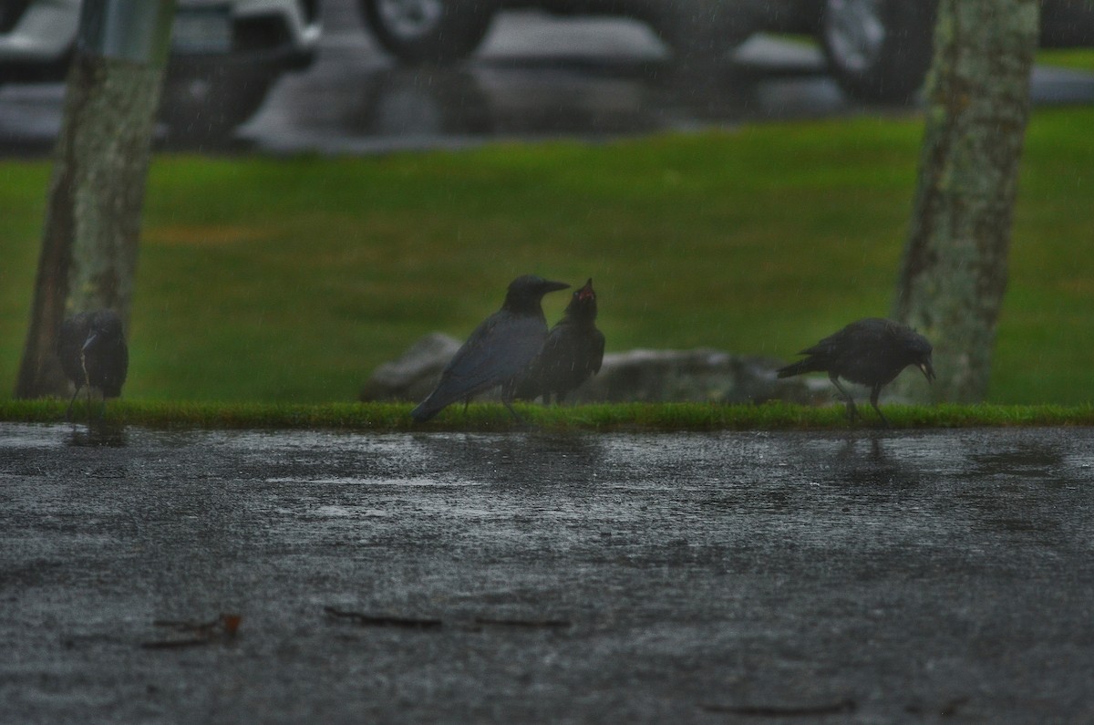 American Crow - ML638136613