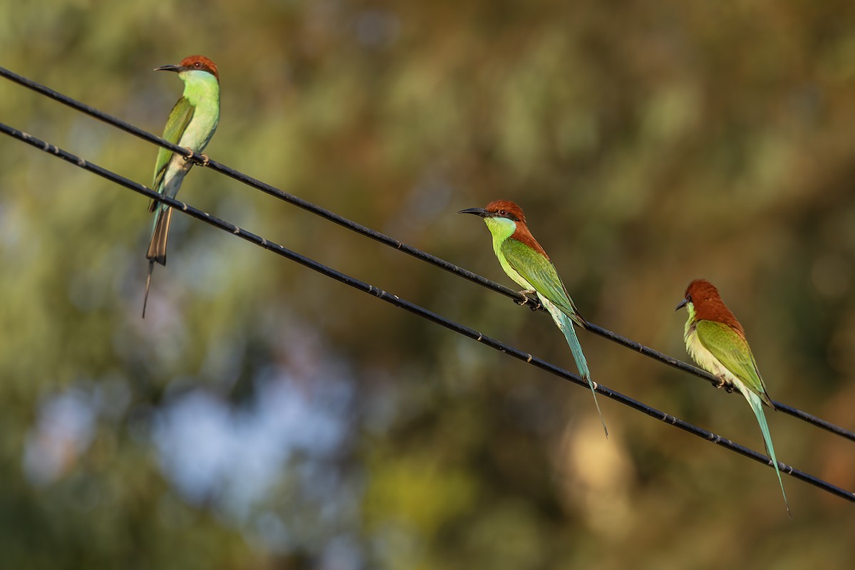 Rufous-crowned Bee-eater - ML638136614