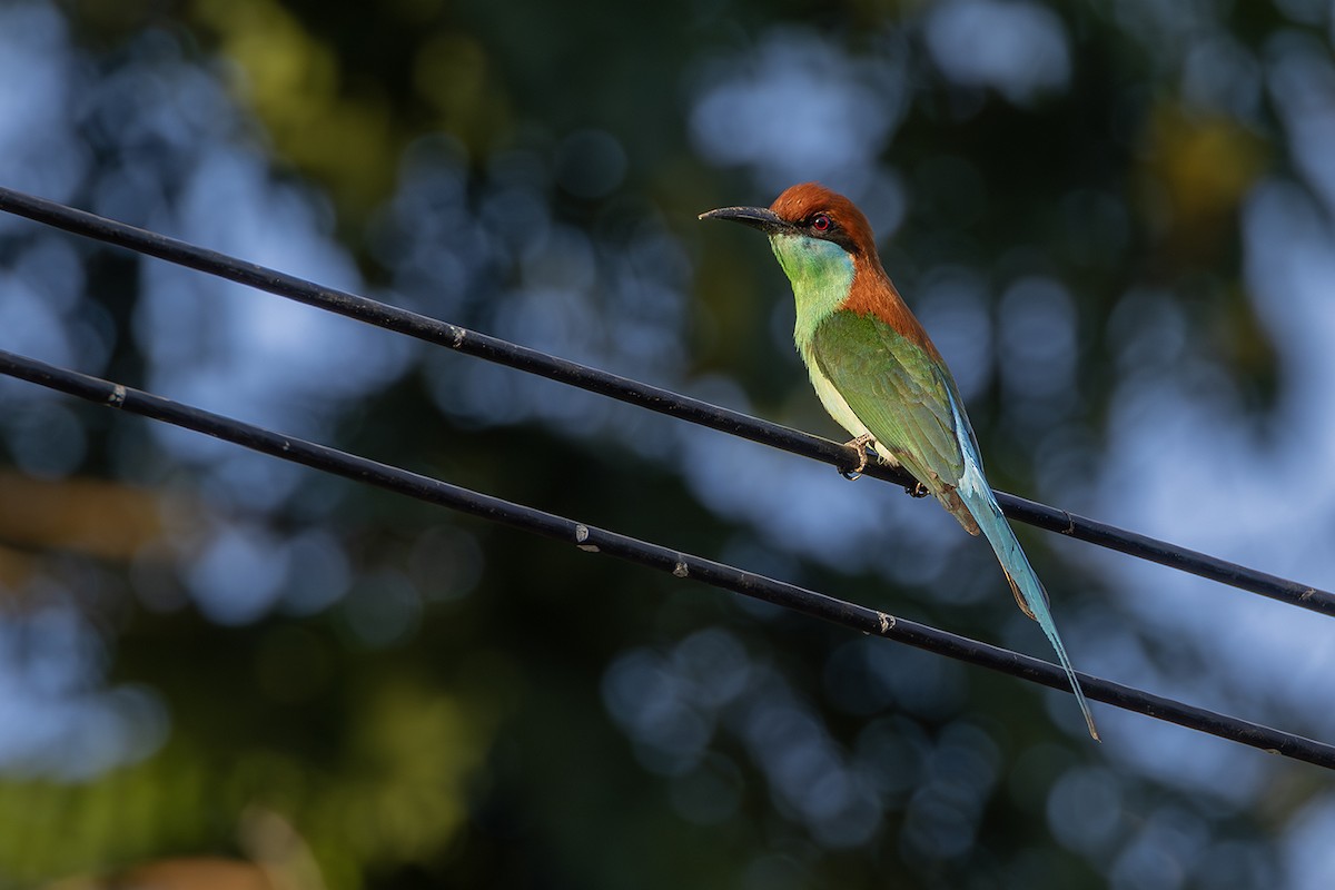 Rufous-crowned Bee-eater - ML638136615