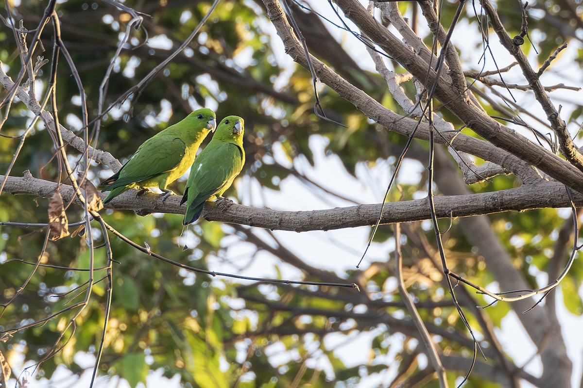 Green Racquet-tail - ML638136624