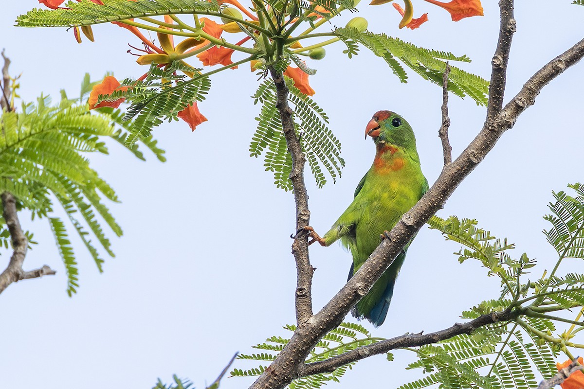 Philippine Hanging-Parrot - ML638136628